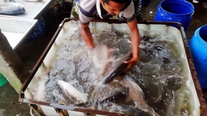 Some Fish In Water and Slowly Flying