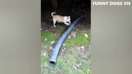 01.Funniest Animals Video - Funny Dogs And Cats - Try Not To Laugh Animals 2022