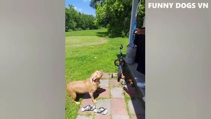 08.Funniest Animals Video - Funny Dogs And Cats - Try Not To Laugh Animals 2022