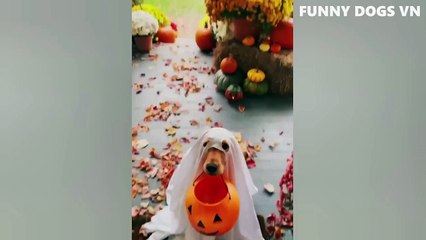 09.Funniest Animals Video - Funny Dogs And Cats - Try Not To Laugh Animals 2022