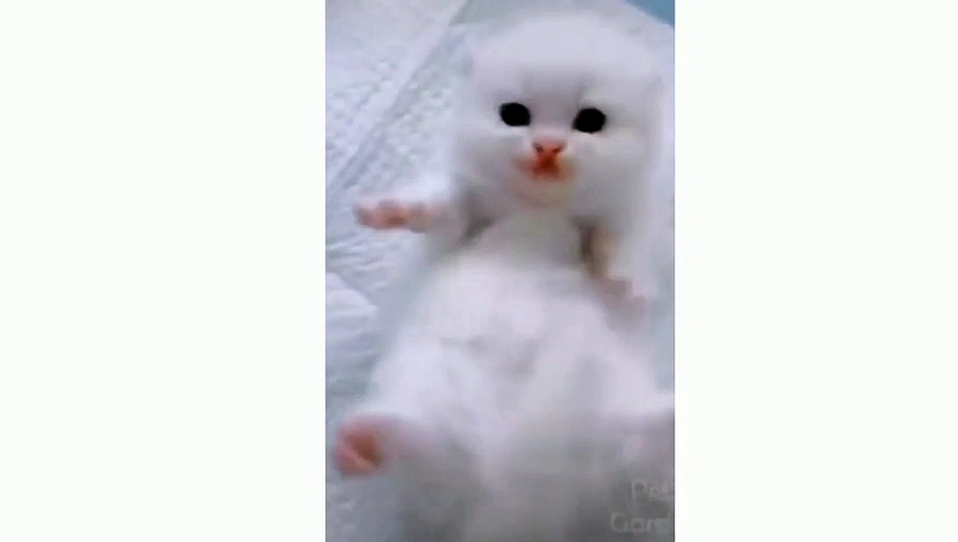 ⁣Cute Cats - Funny Cats _ Cat Videos __ Cat Dance __ cat Walk