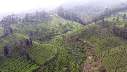 Hamparan Hijau Kebun Teh (Tea plantation) Bandung Selatan (Drone View)