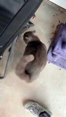 Benji the Stray Cat's Meow Sounds Like an Angry Grandpa