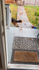 Squirrel Gives German Shepherd a Workout