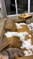 Brick the Bully Dog Rips Couch Apart