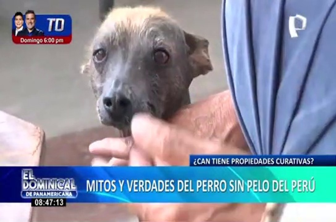 El perro sin pelo del Perú tiene propiedades curativas - mitos y verdades