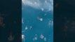 Des dizaines de méduses aperçues à Fos-sur-Mer, certaines échouées