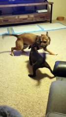 Dog Hops Like Kangaroo