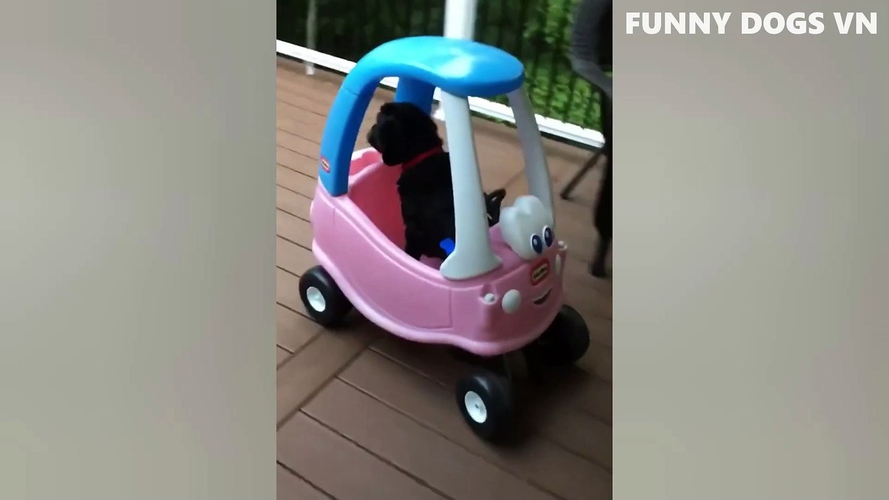 Funniest Animals Video - Funny Dogs And Cats - Try Not To Laugh Animals 2022