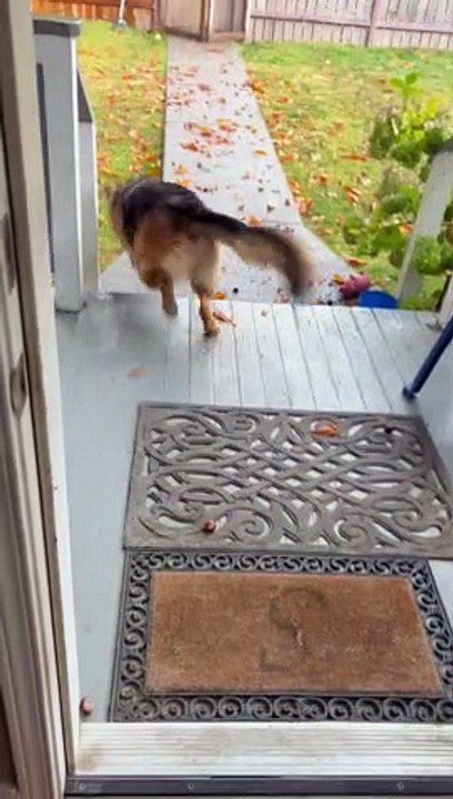 Squirrel Gives German Shepherd a Workout