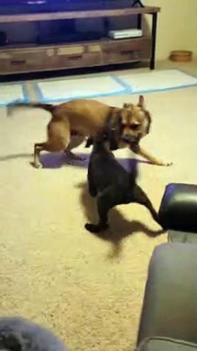 Dog Hops Like Kangaroo
