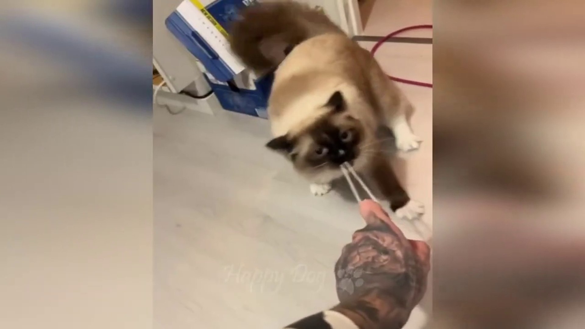 Funny animal videos - Funny cats _ dogs - Funny animals
