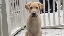 Animals enjoy the first signs of snow
