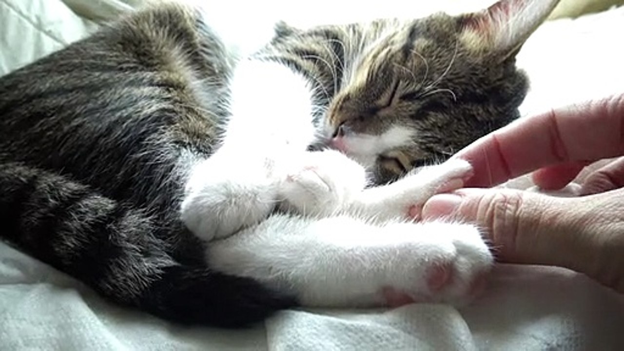 A Happy Sleeping Cat