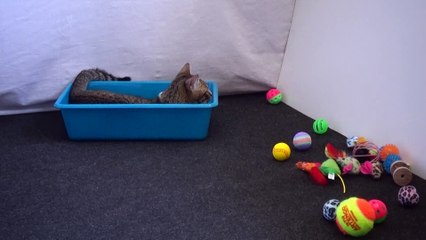 Funny Kitten Stalks Toys from a Tray