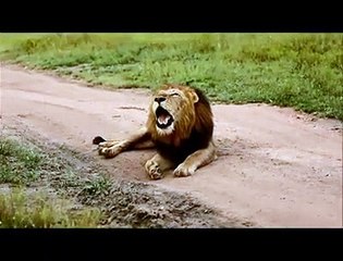 roaring Selati male no. 3