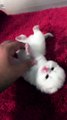 Cute Cat Lovely Kitten #Funny animal #Funny Video #Kids #Child #Dog #Cat
