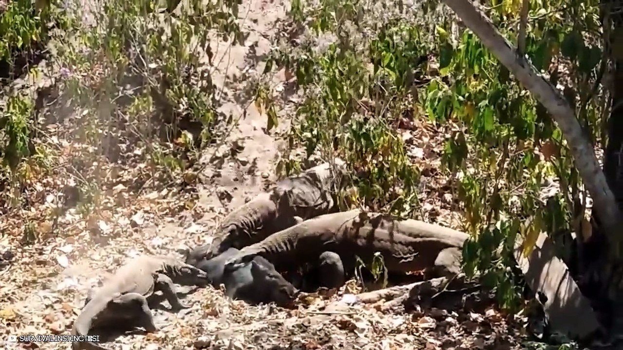 15 Smart And Drastic Ways Predators Hunt Their Prey