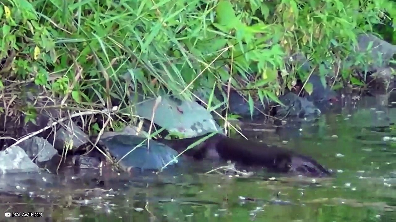 15 Animals That Are Stronger With Their Packs