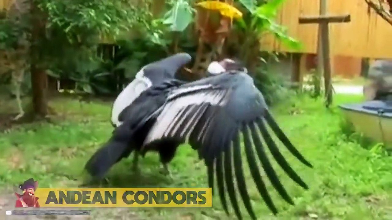 15 Biggest Animals Ever Captured