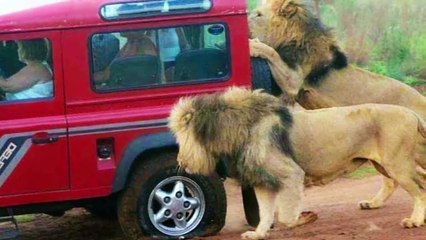 Scary Moments When ANIMALS Attack Safari Vehicles
