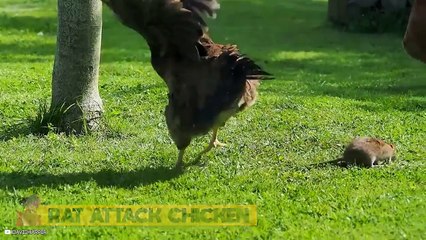 15 Shocking Animal Moments Caught On Camera