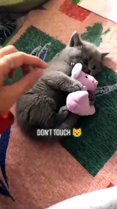Funny Cat