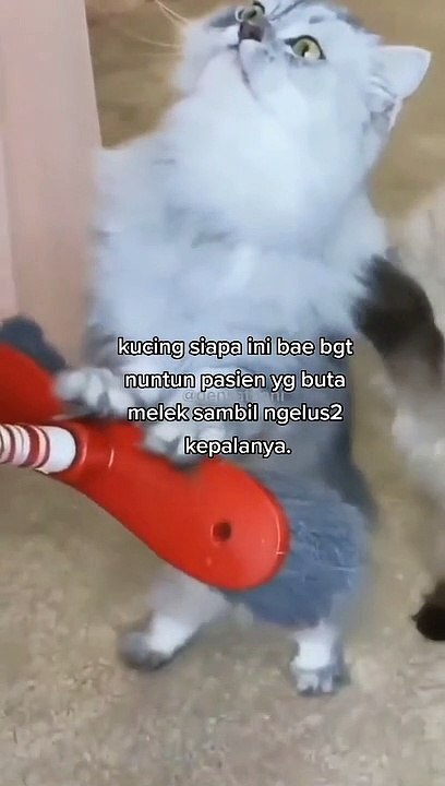 Cat LOL