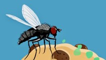 When A Fly Lands On Your Food - The Ugly Facts