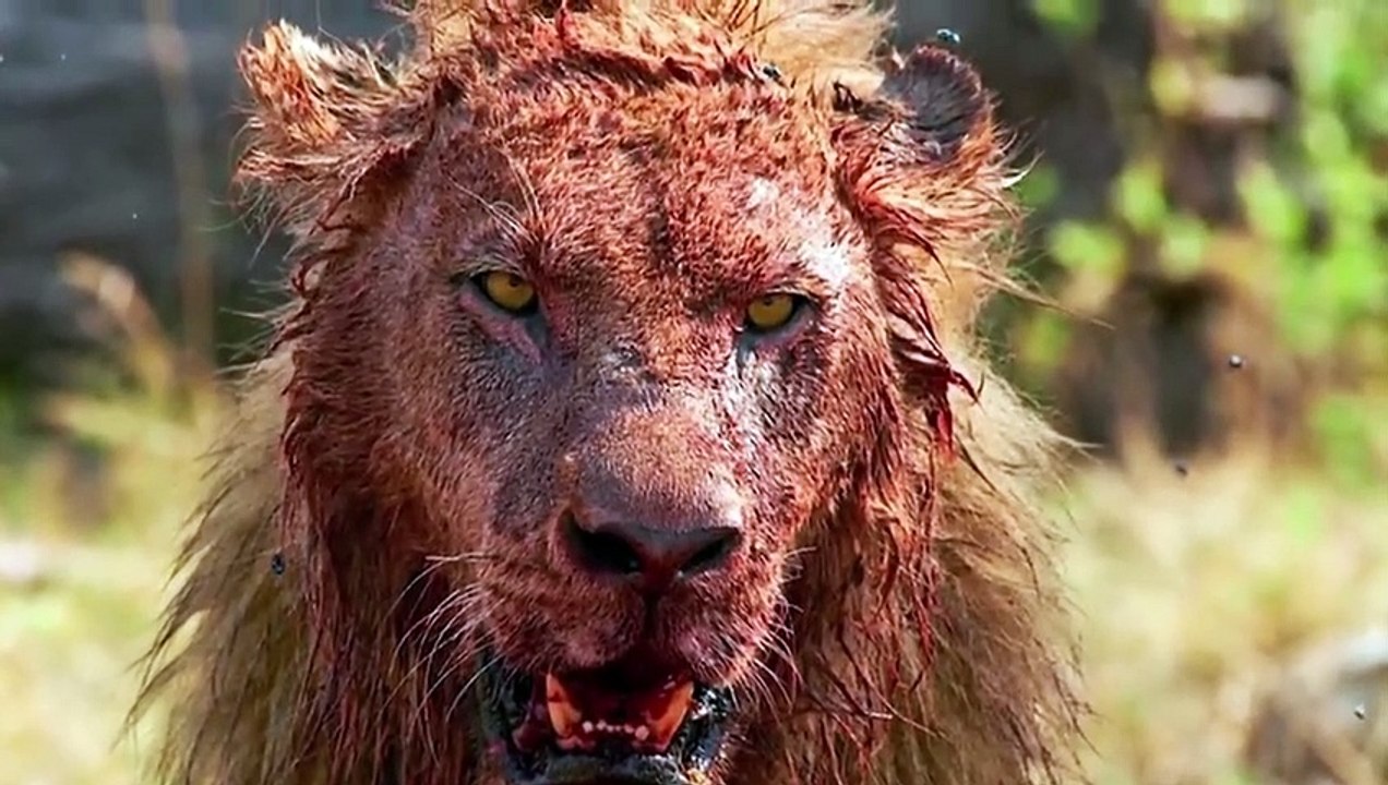 Top 15 Strongest And Sharpest Predators