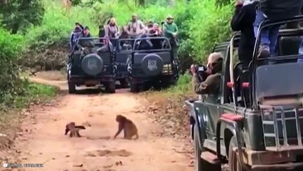 15 Craziest Animal Battles Caught On Camera