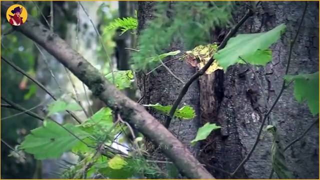 Asian Giant Hornet A Huge Winged Nightmare!