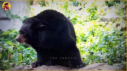 Some Of The Most Powerful Claws In The Animal Kingdom