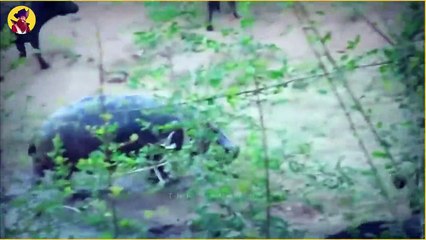 Battles Of The Wild! When Heavy Animals Fight Each Other!