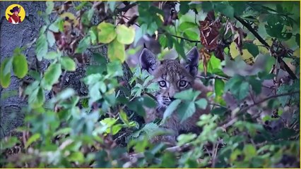 The Rarest Hunting Moments By The Lynx And Bobcat Captured On Camera