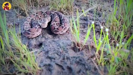 15 Most Frightening And Violent Animals That Exist In The Wild