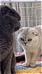 Kucing yang bikin gemes dari mesin