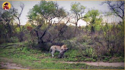 Top Incredible Moments Of Warthogs Being Hunted Wildly