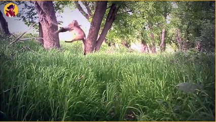 Most Impressive Moments Of Animals Escaping Death