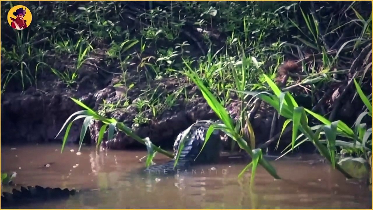 The Craziest Crocodile Hunting And Battling Moments Caught On Camera