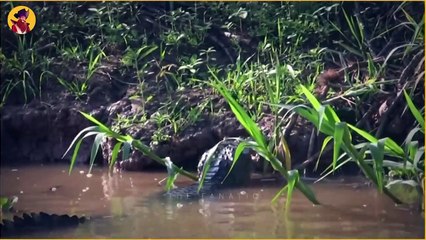 The Craziest Crocodile Hunting And Battling Moments Caught On Camera