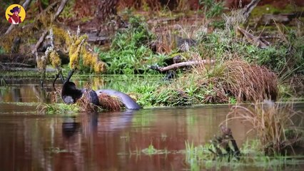 15 Best Hunting Moments By Underwater Kings