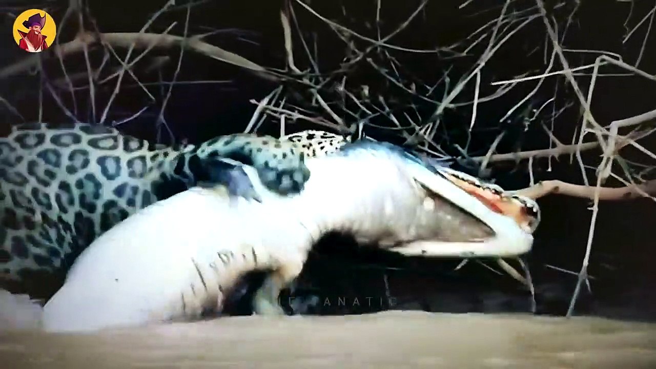 Crazy Moments When Big Cats Faced Crocodiles