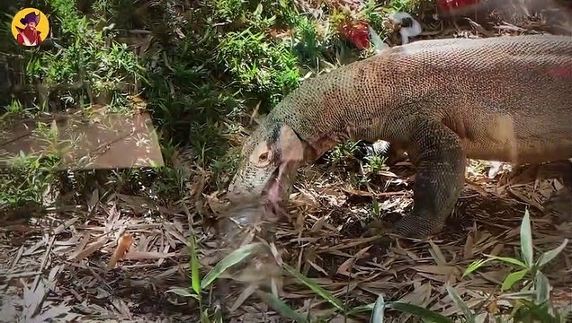 15 Frightening And Sickening Moments Of Komodo Dragons Fighting Over Food