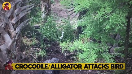 15 Terrifying Moments Between Land And Sea Animals Fighting For Their Lives