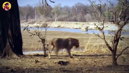 15 Terrific And Horrifying Moments Of Animals Being Out Of Control