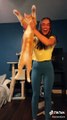 Cats being... CATS _ Try Not to Laugh _ TIK TOK _ Funny Cats Compilation (TikTok)