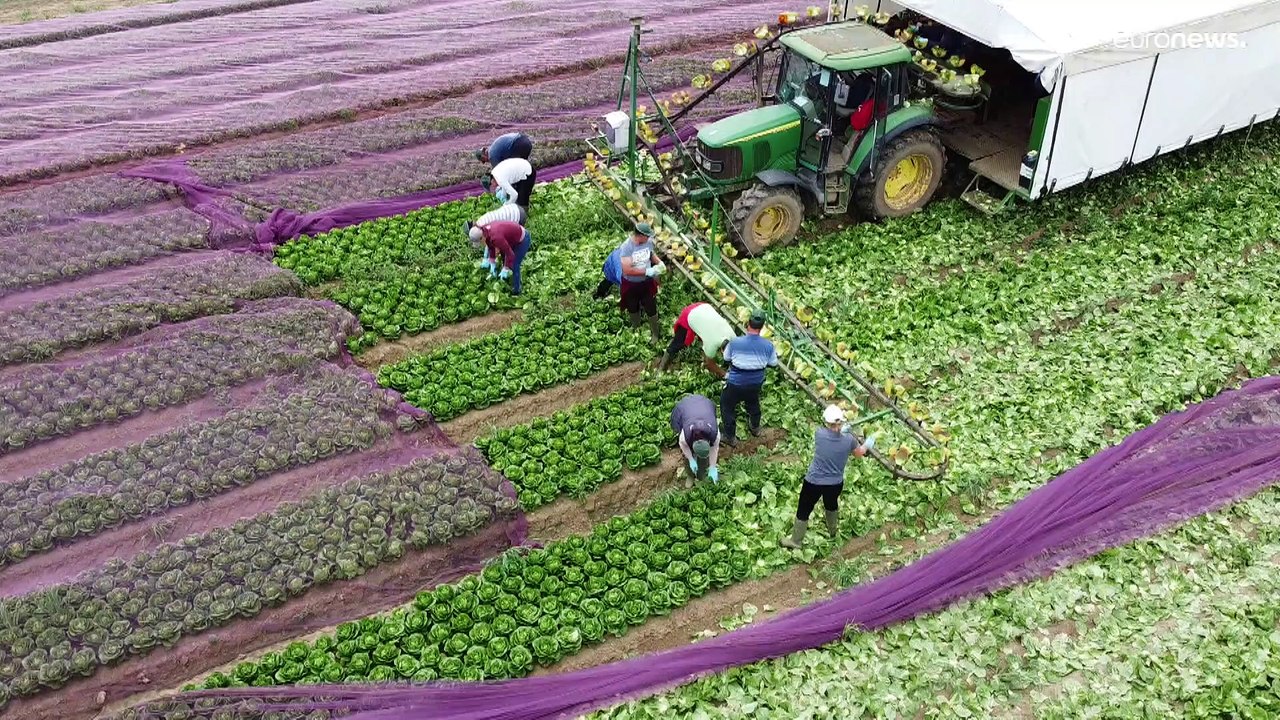 Die Briten und der Brexit: 'Zurück in Zollunion und Binnenmarkt'