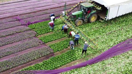 Die Briten und der Brexit: "Zurück in Zollunion und Binnenmarkt"