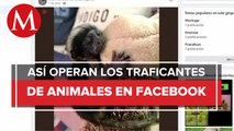 Centro para la Diversidad Biológica evidencia tráfico ilegal de animales en Facebook